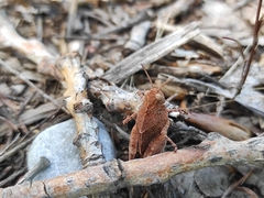 Oedipoda caerulescens