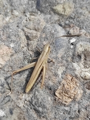 Euchorthippus declivus