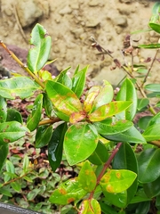 Austropuccinia psidii