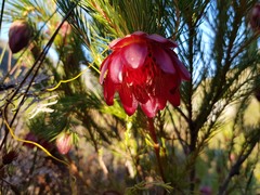 Protea nana