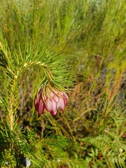 Protea nana