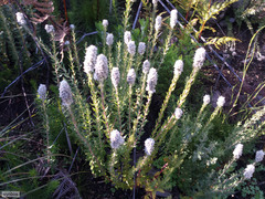 Phylica spicata spicata