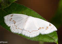 Teldenia specca