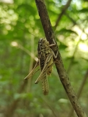 Platycleis affinis
