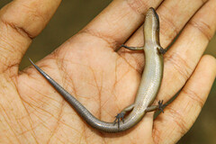 Lankascincus taylori