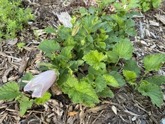 Campanula punctata