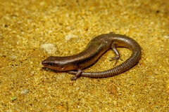 Lankascincus taylori