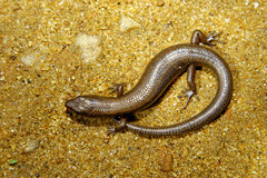 Lankascincus taylori