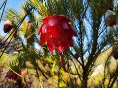 Protea nana