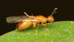 Lachaisea brevimucro