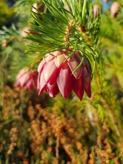 Protea nana