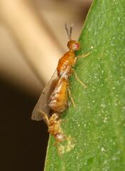 Lachaisea brevimucro
