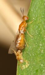 Lachaisea brevimucro