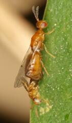 Lachaisea brevimucro
