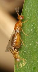 Lachaisea brevimucro