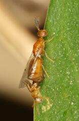 Lachaisea brevimucro