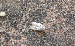 Apatema mediopallidum