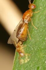 Lachaisea brevimucro