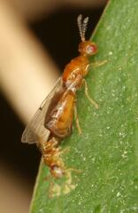 Lachaisea brevimucro