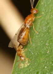 Lachaisea brevimucro
