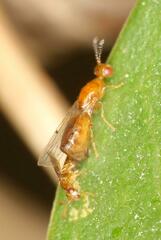 Lachaisea brevimucro