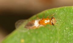 Lachaisea brevimucro