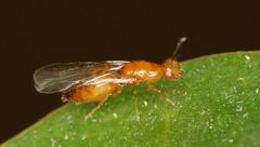 Lachaisea brevimucro