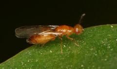 Lachaisea brevimucro