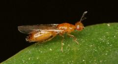 Lachaisea brevimucro