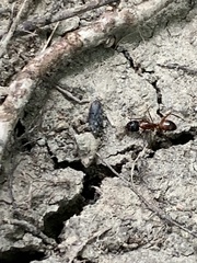 Camponotus sansabeanus