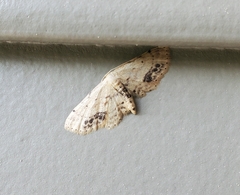 Idaea dimidiata