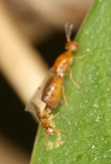Lachaisea brevimucro