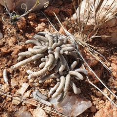 Anacampseros albissima