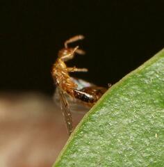 Lachaisea brevimucro