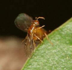 Lachaisea brevimucro