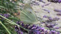 Pieris