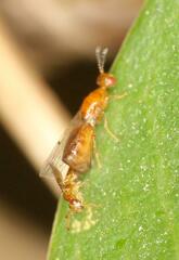 Lachaisea brevimucro
