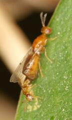 Lachaisea brevimucro