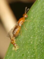 Lachaisea brevimucro