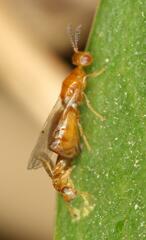Lachaisea brevimucro
