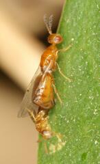 Lachaisea brevimucro