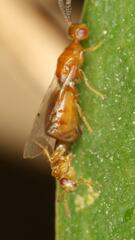 Lachaisea brevimucro