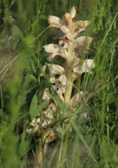 Orobanche caryophyllacea