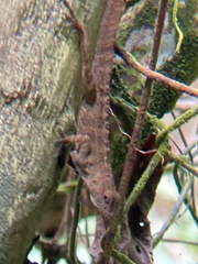 Anolis gundlachi
