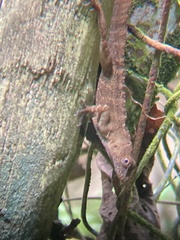 Anolis gundlachi