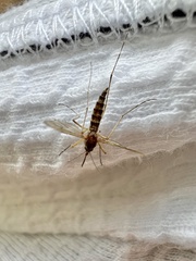 Coquillettidia perturbans