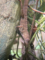 Anolis gundlachi