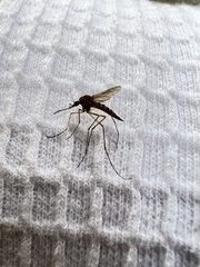 Coquillettidia perturbans