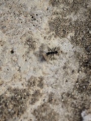Aphaenogaster senilis