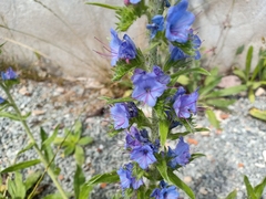 Echium vulgare